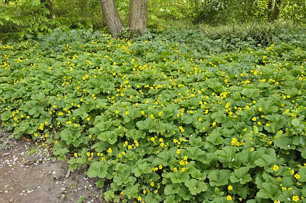 471205 - Waldsteinia geoides