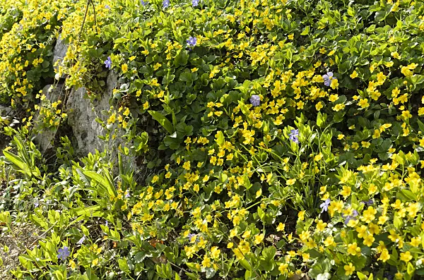 495158 - Waldsteinia ternata