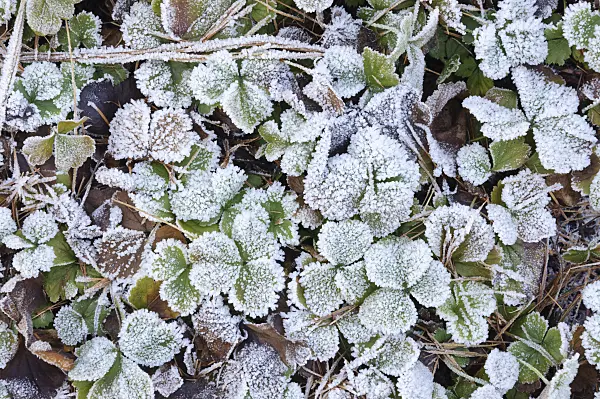 467090 - Waldsteinia ternata avec du givre