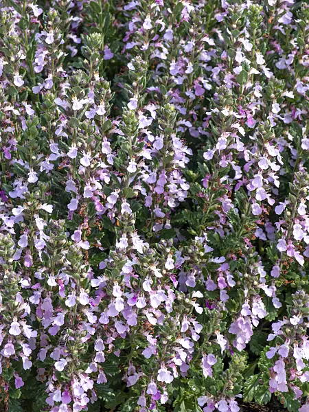 439183 - Wall germander (Teucrium chamaedrys)