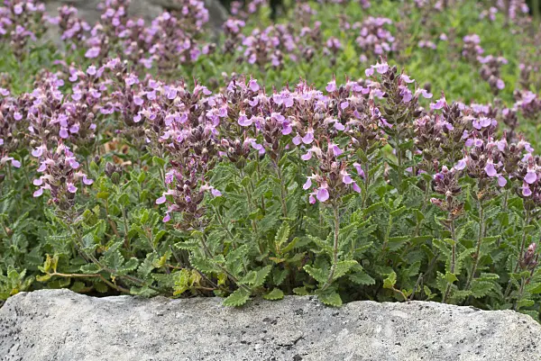 608105 - Wall germander (Teucrium chamaedrys)