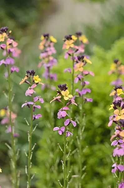 533412 - Wallflower (Erysimum mutabile)