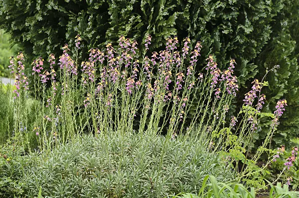 533413 - Wallflower (Erysimum mutabile)