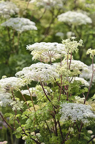 536105 - Wallich milk parsley (Selinum wallichianum)