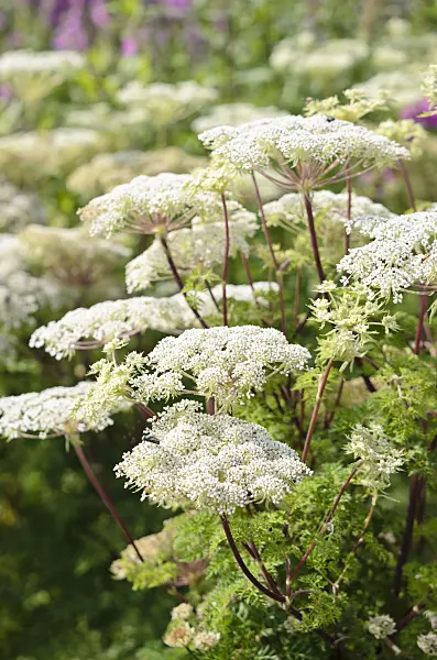 536106 - Wallich milk parsley (Selinum wallichianum)