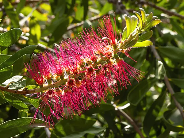 428223 - Wallum bottlebrush (Callistemon pachyphyllus)