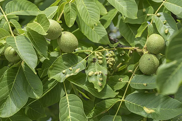 616209 - Walnuss (Juglans) und Walnussgallmilbe (Eriophyes erineus)