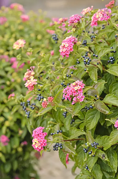 535444 - Wandelröschen (Lantana camara)