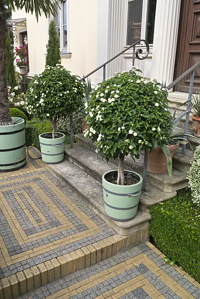 559141 - Wandelröschen (Lantana camara)