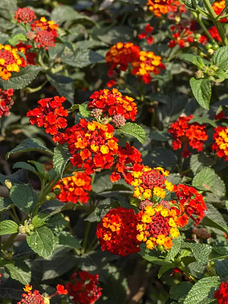 442015 - Wandelröschen (Lantana camara 'Kolibri')
