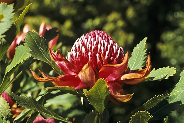 388006 - Waratah (Telopea speciosissima)