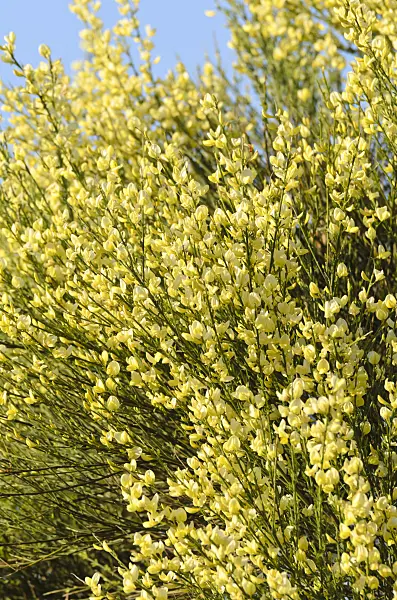 496036 - Warminster broom (Cytisus x praecox)