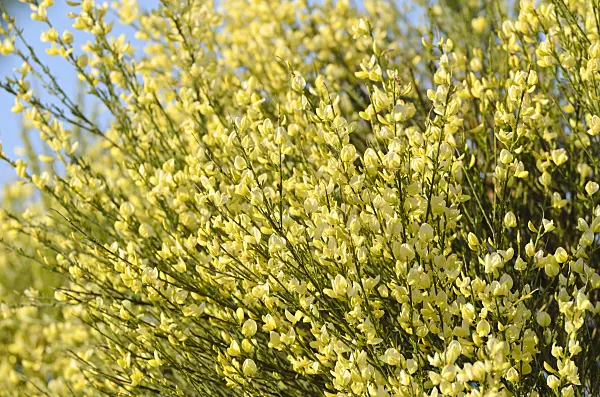 496037 - Warminster broom (Cytisus x praecox)