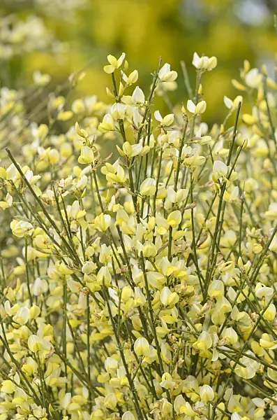 544089 - Warminster broom (Cytisus x praecox)
