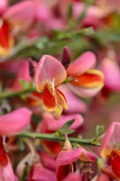 533435 - Warminster broom (Cytisus x praecox 'Hollandia')