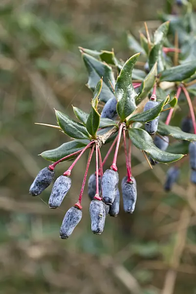 554016 - Warty barberry (Berberis verruculosa)