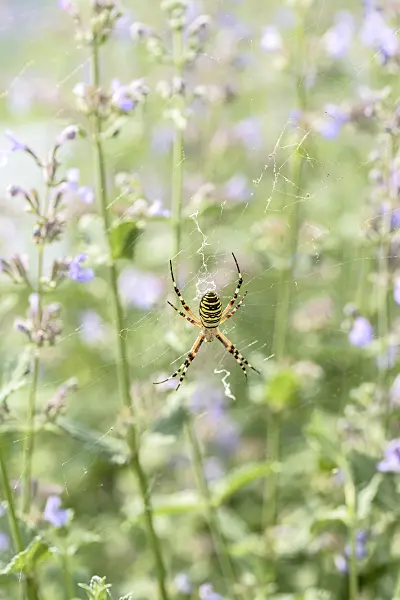 607004 - Wasp spider (Argiope bruennichi) and catmint (Nepeta x fasssenii 'Walkers Low')