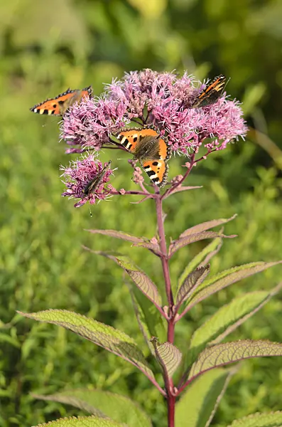 523180 - Wasserdost (Eupatorium maculatum syn. Eutrochium maculatum) und Kleiner Fuchs (Aglais urticae)