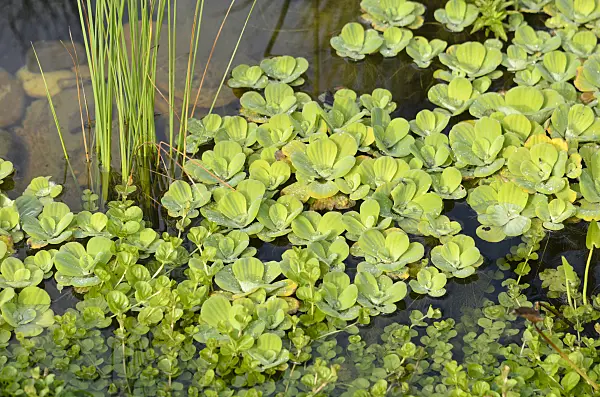 548037 - Wassersalat (Pistia stratiotes)