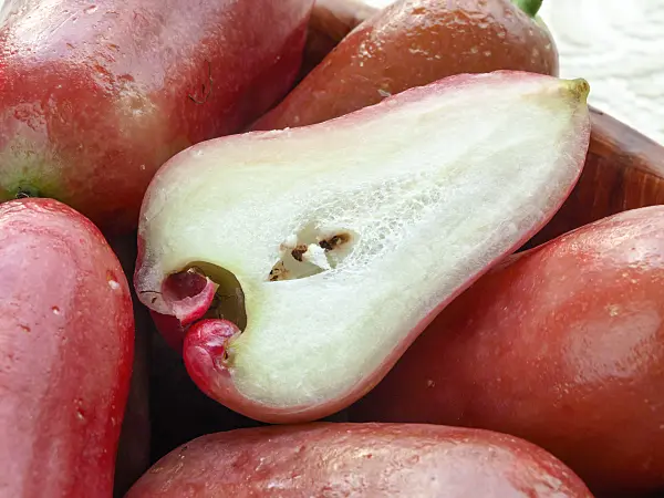 434304 - Water apple (Syzygium aqueum)