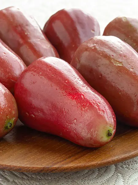 434305 - Water apple (Syzygium aqueum)