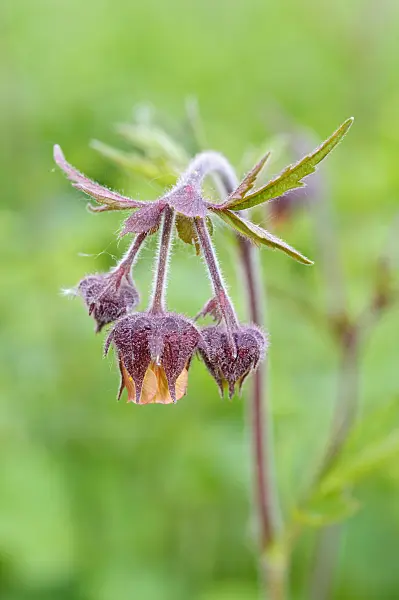 471295 - Water avens (Geum rivale)