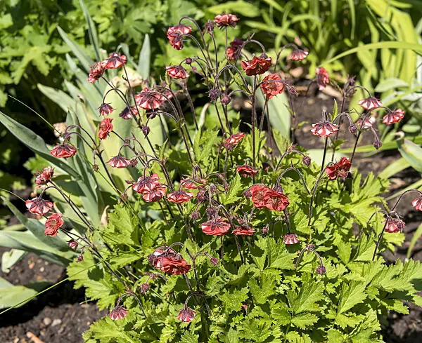 651308 - Water avens (Geum rivale 'Flames of Passion')