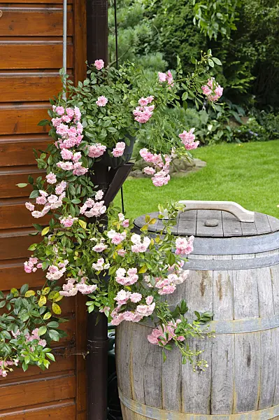 474142 - Water butt with rose (Rosa)