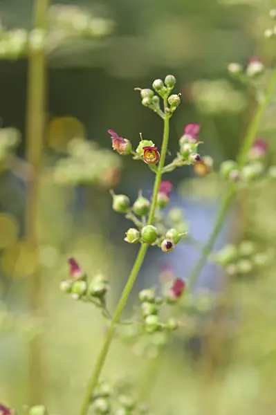 486134 - Water figwort (Scrophularia auriculata)