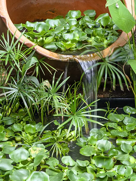 434267 - Water hyacinth (Eichhornia crassipes)