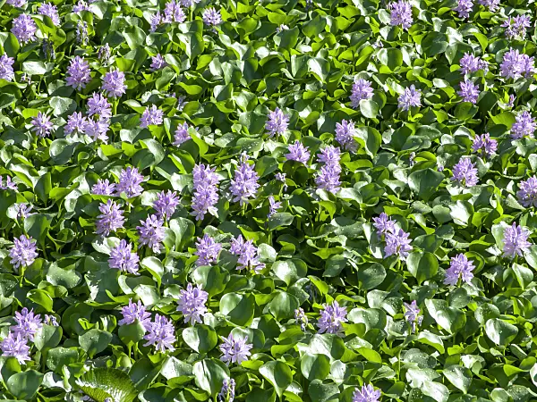 434286 - Water hyacinth (Eichhornia crassipes)
