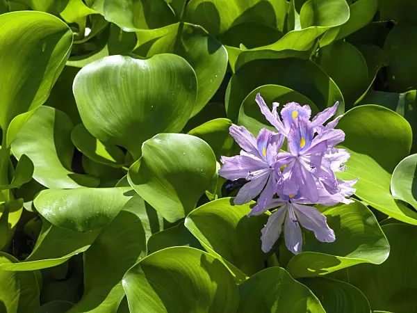 434387 - Water hyacinth (Eichhornia crassipes)
