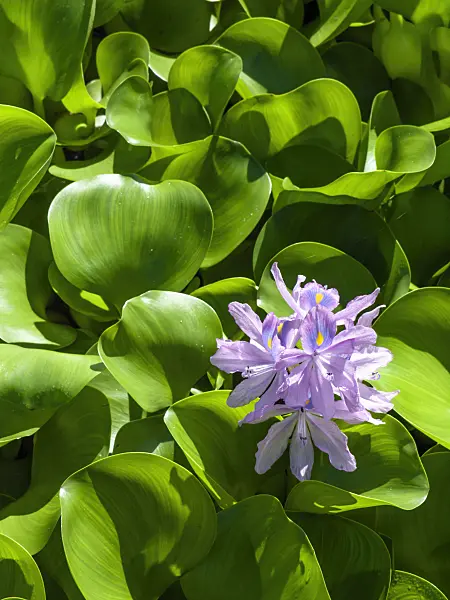 434388 - Water hyacinth (Eichhornia crassipes)