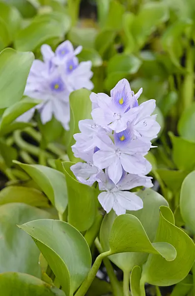 572011 - Water hyacinth (Eichhornia crassipes)