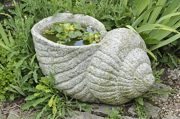 534063 - Water hyacinth (Eichhornia crassipes) in a stone snail