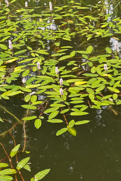 558327 - Water knotweed (Persicaria amphibia syn. Polygonum amphibium)