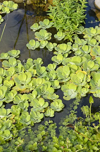 548036 - Water lettuce (Pistia stratiotes)