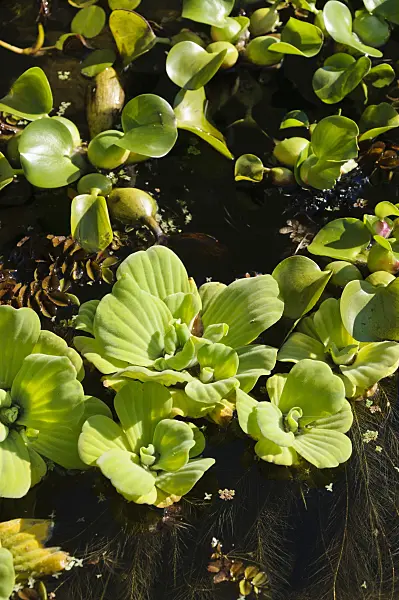 488122 - Water lettuce (Pistia stratiotes) and water hyacinth (Eichhornia crassipes)