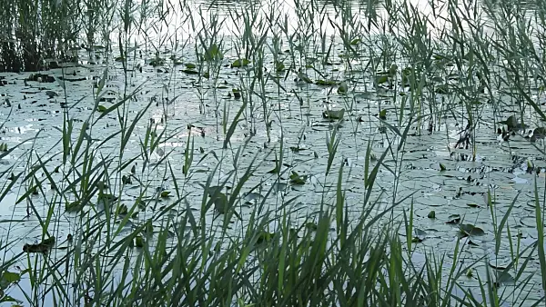 509024 - Water lilies (Nymphaea) and common reed (Phragmites australis)