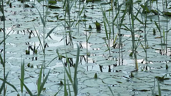509025 - Water lilies (Nymphaea) and common reed (Phragmites australis)