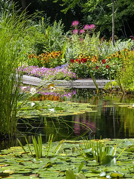 462097 - Water lilies (Nymphaea), cone flowers (Rudbeckia), petunias (Petunia), dahlias (Dahlia) and spider flowers (Tarenaya syn. Cleome)