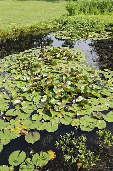 521132 - Water lilies (Nymphaea) in the reflecting water of a pond in a park