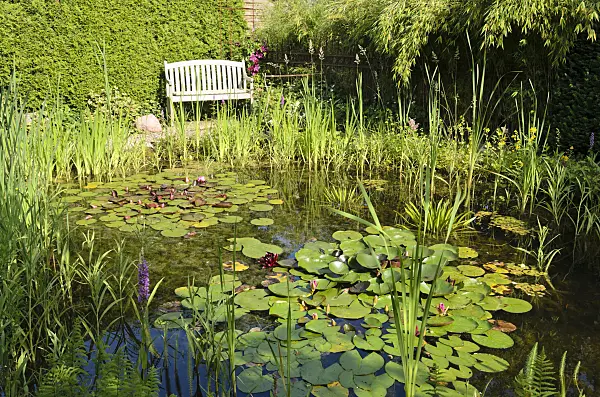 522046 - Water lilies (Nymphaea) on a garden pond