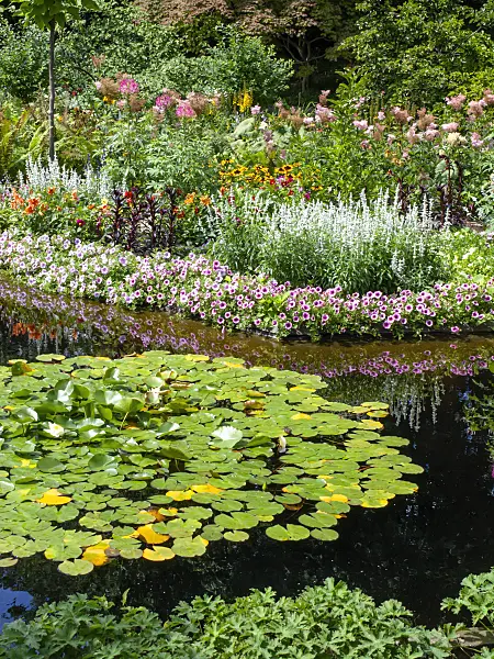 462096 - Water lilies (Nymphaea), petunias (Petunia), sages (Salvia), dahlias (Dahlia) and spider flowers (Tarenaya syn. Cleome)