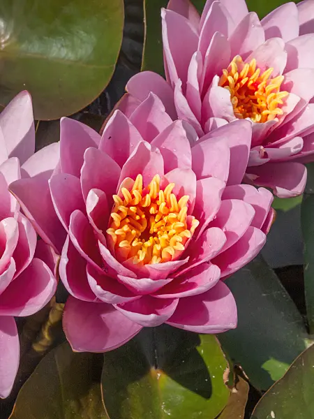 402120 - Water lily (Nymphaea)