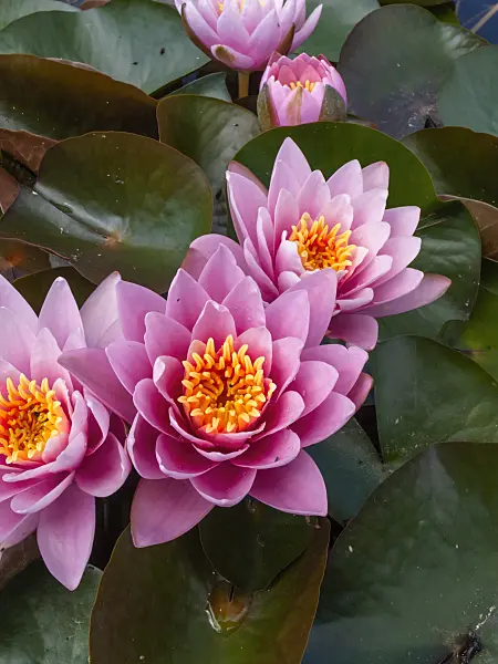 402122 - Water lily (Nymphaea)