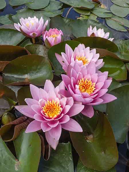402123 - Water lily (Nymphaea)