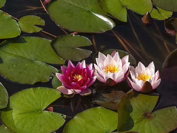415005 - Water lily (Nymphaea)