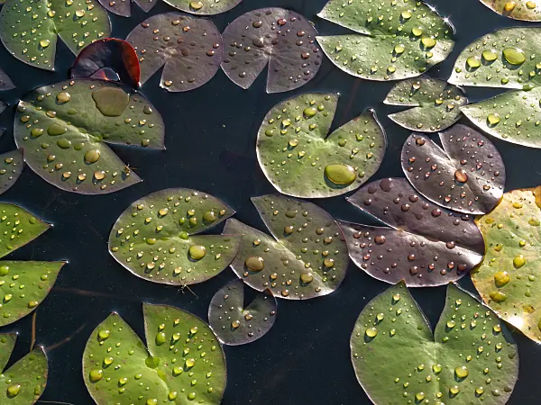 416085 - Water lily (Nymphaea)