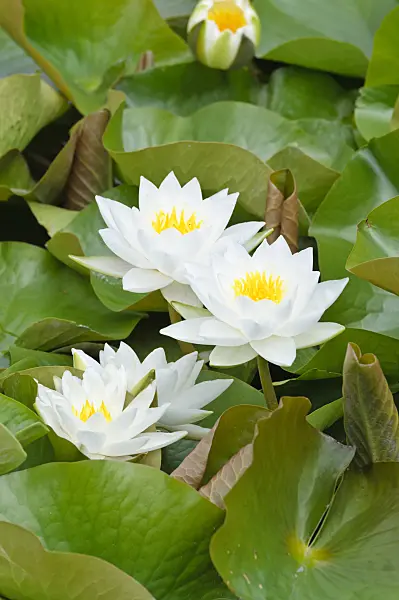 486172 - Water lily (Nymphaea)